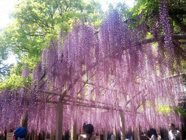 【和歌山県内発】 藤にまつわる4つの神社&「草津市立水生植物公園みずの森」とホテルのレストランで頂く洋食ランチ 日帰り2